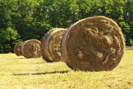 Of all things one may underestimate in this world, let it NOT be the power of hay.